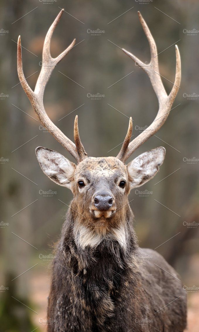 Deer hunting tattoo ideas 0010