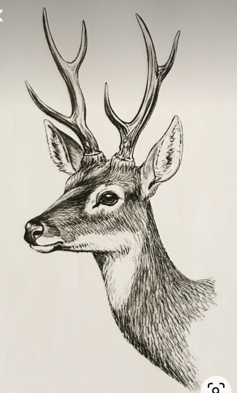 deer tattoo ideas 0051