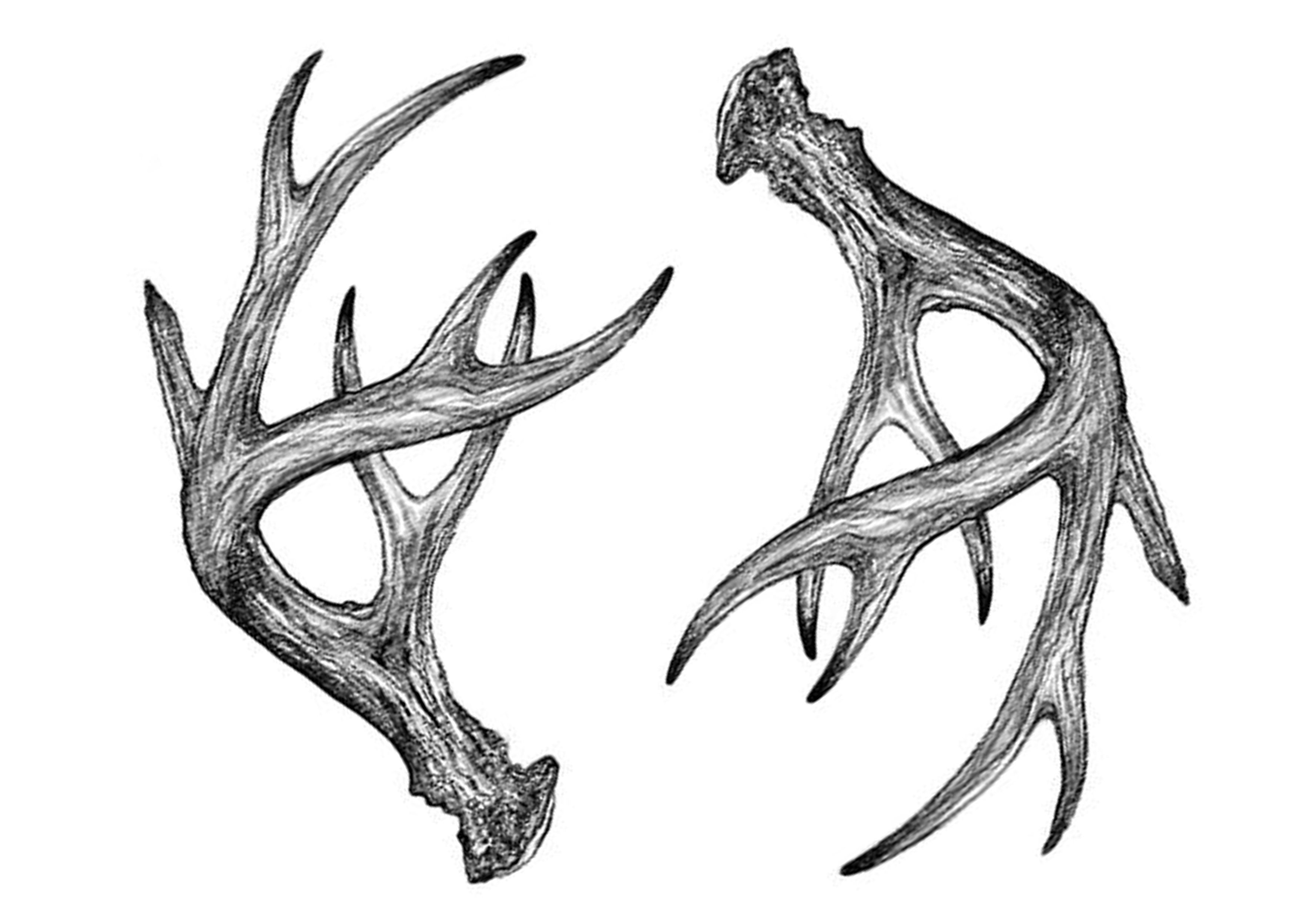 deer tattoo ideas 0060