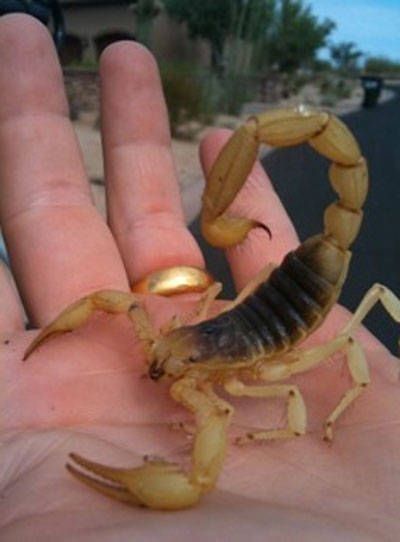 delicate small scorpion tattoo inspiration