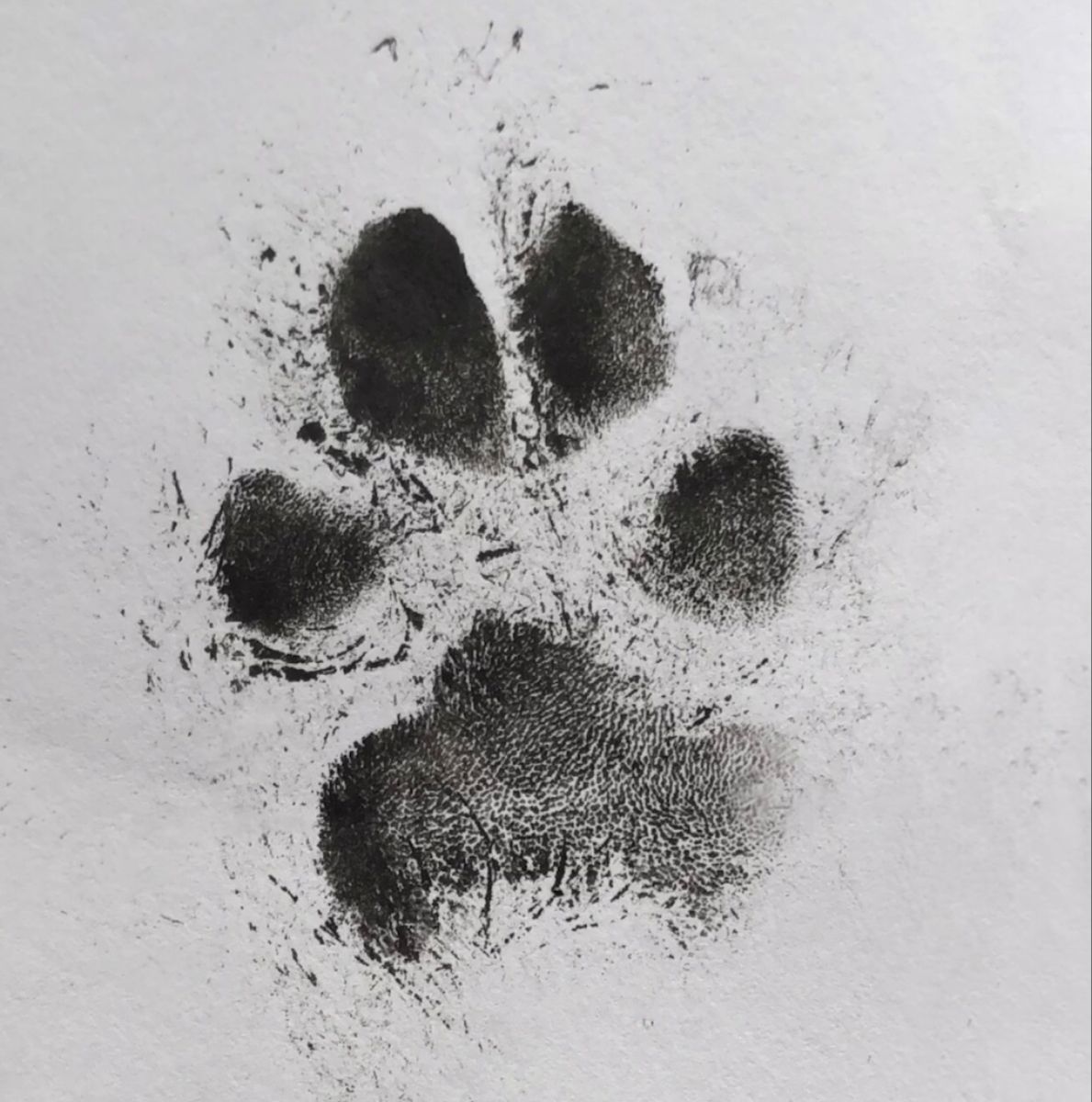 dog paw tattoo ideas 0047