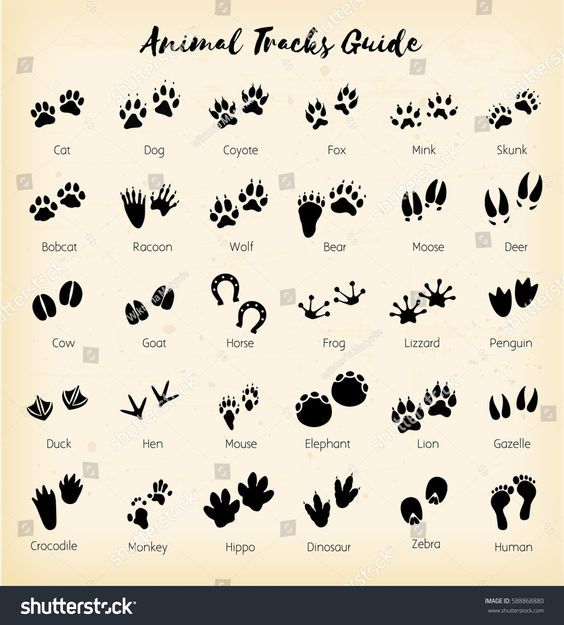 Dog paw tattoos ideas 0084