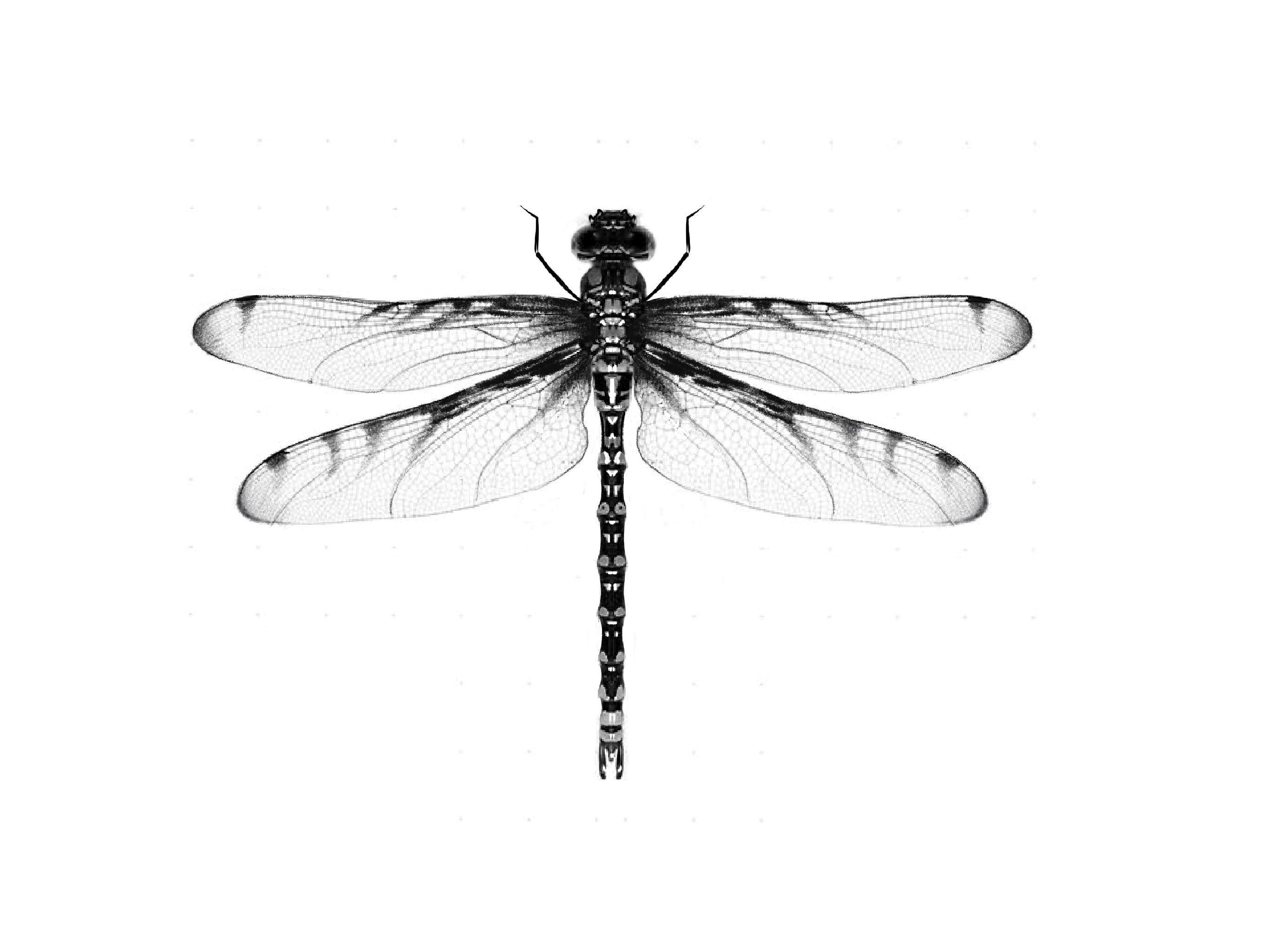 dragonfly tattoo ideas 0010