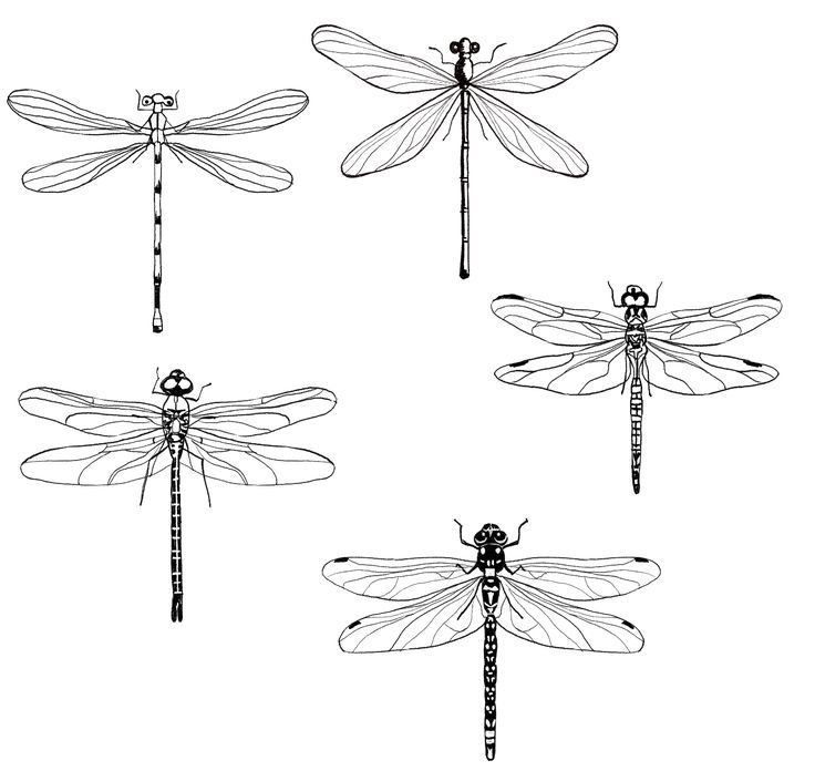 dragonfly tattoo ideas 0055