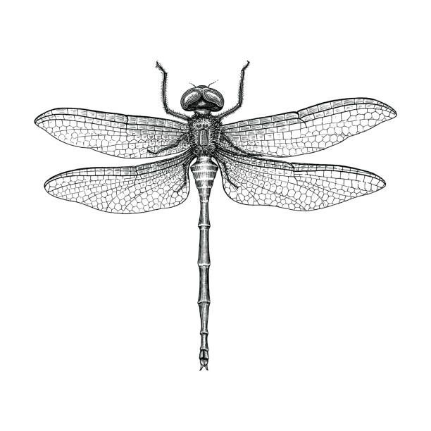 dragonfly tattoo ideas 0058