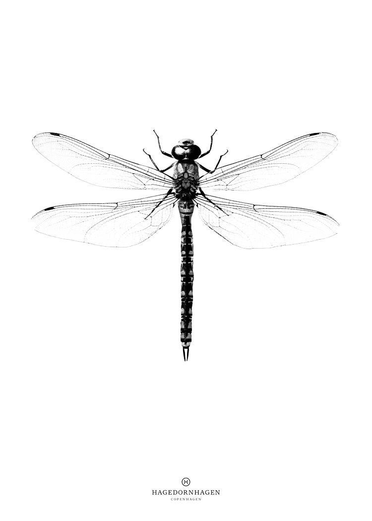 dragonfly tattoo ideas 0066