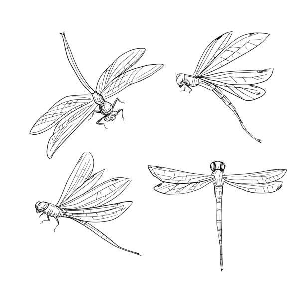 dragonfly tattoo ideas 0085