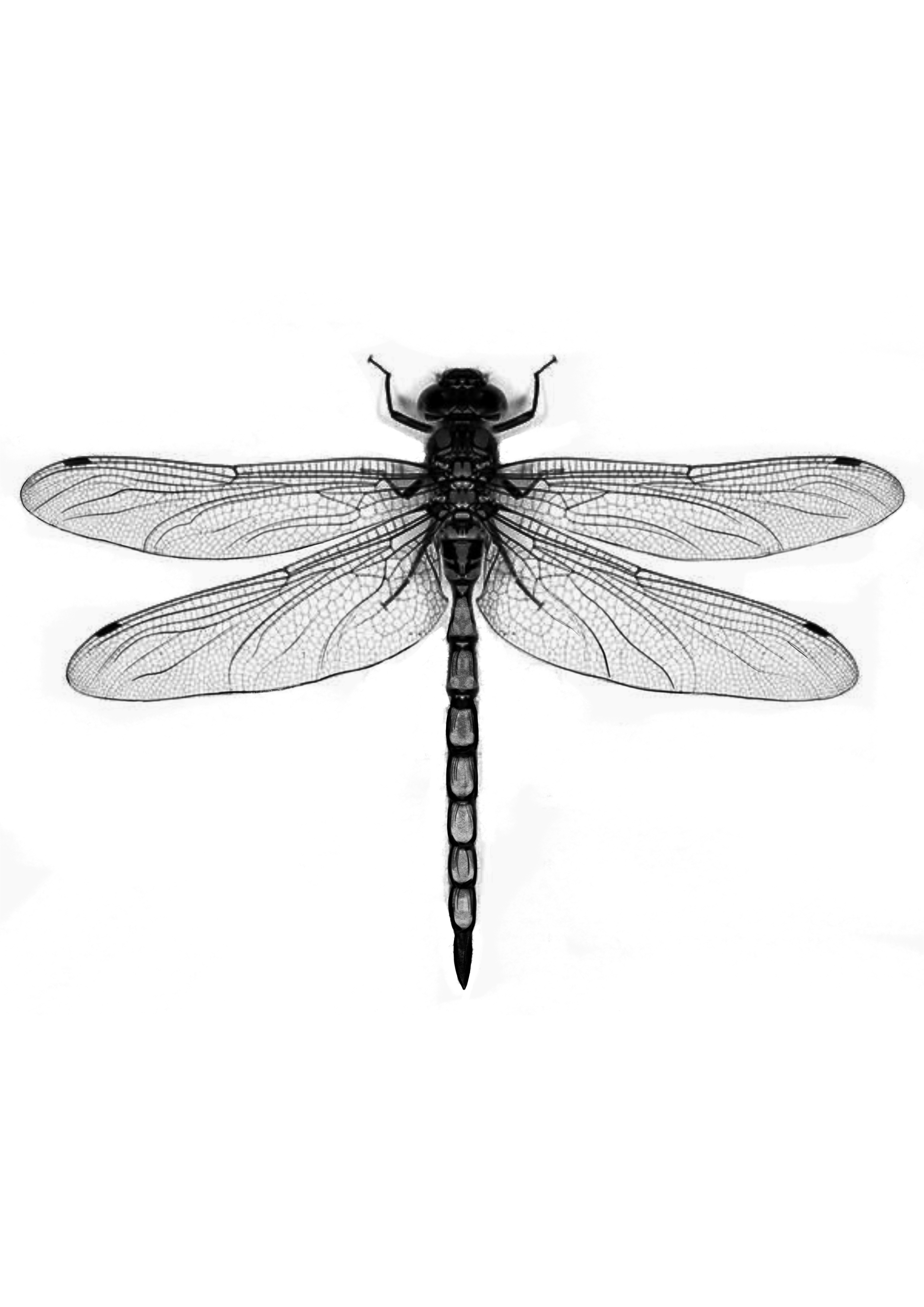 dragonfly tattoo ideas 0091