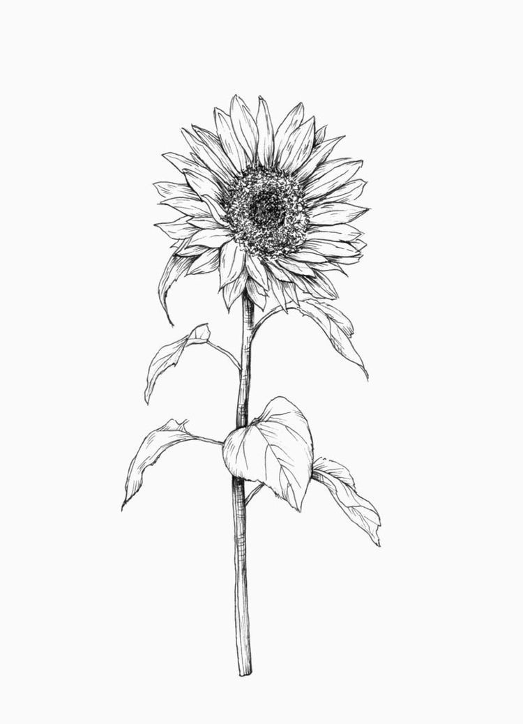 elegant small sunflower tattoo black and white concepts