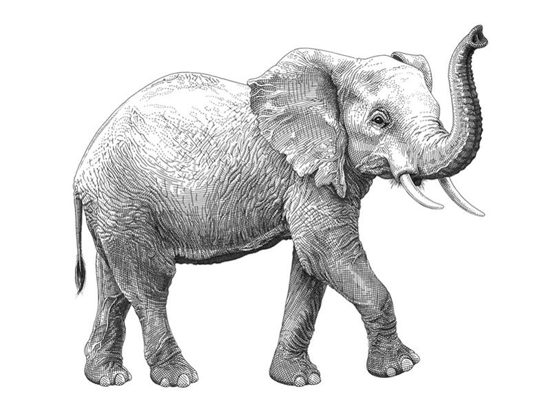 elephant tattoo ideas 0090