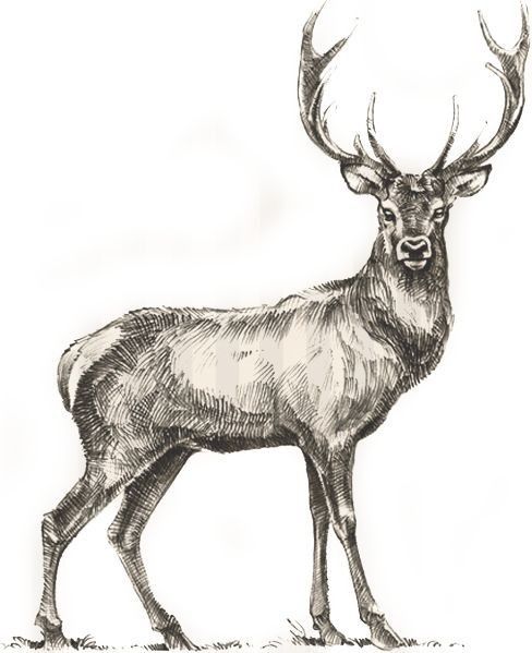 elk tattoo ideas 0027