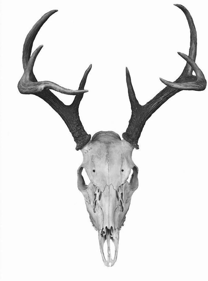 elk tattoo ideas 0044