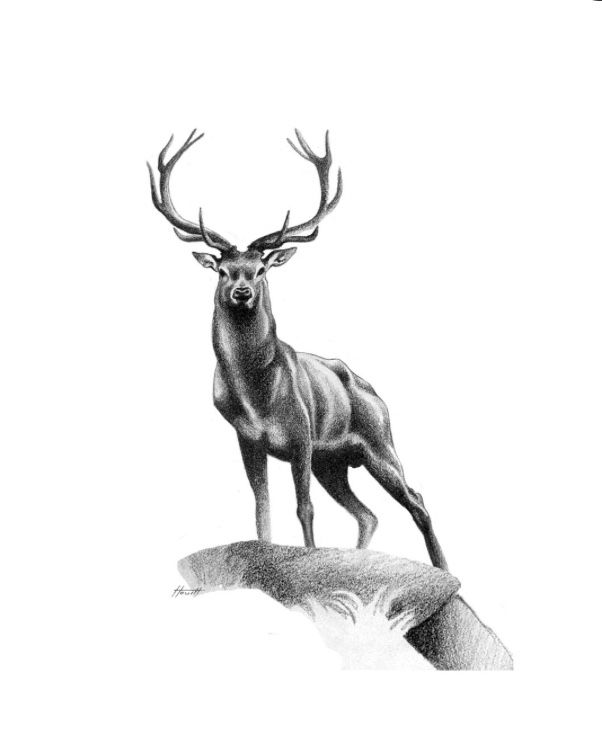 elk tattoo ideas 0067