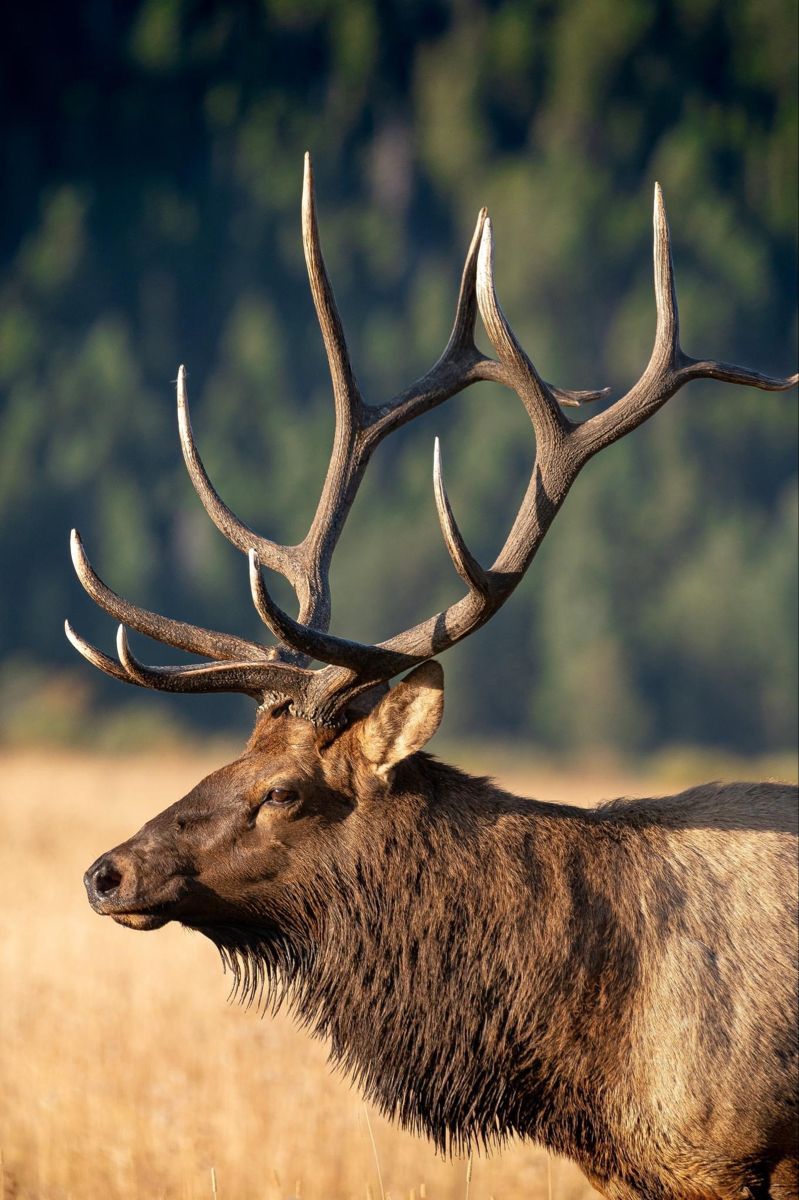 elk tattoo ideas 0069