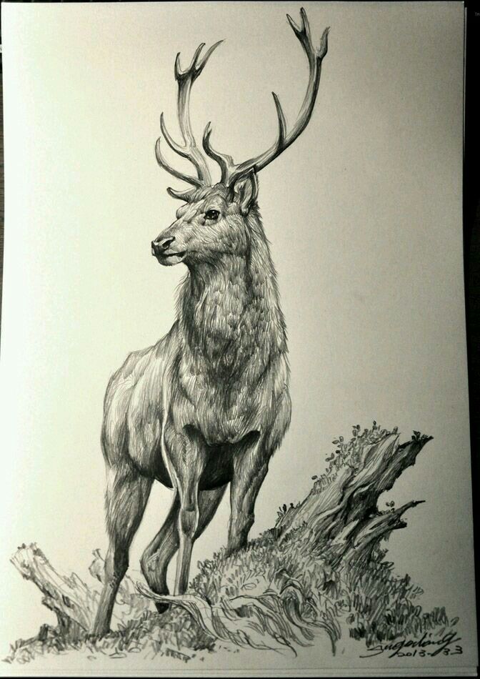 elk tattoo placement suggestions