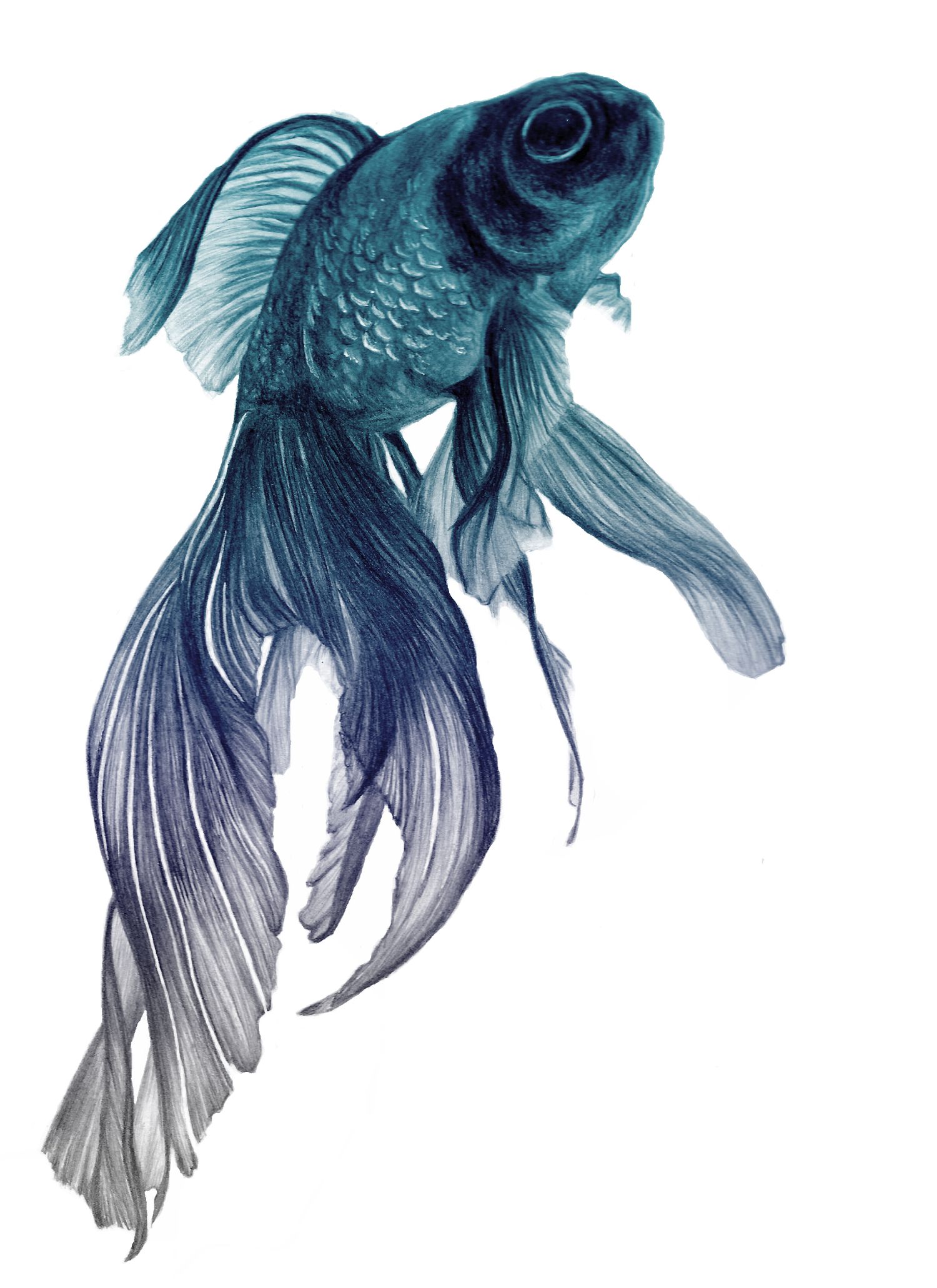 fish tattoo ideas 0071