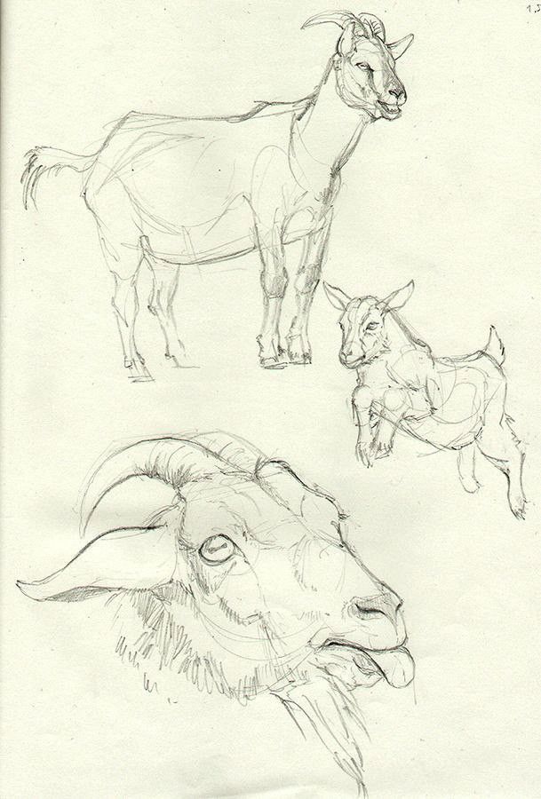 Goat tattoo ideas 0021