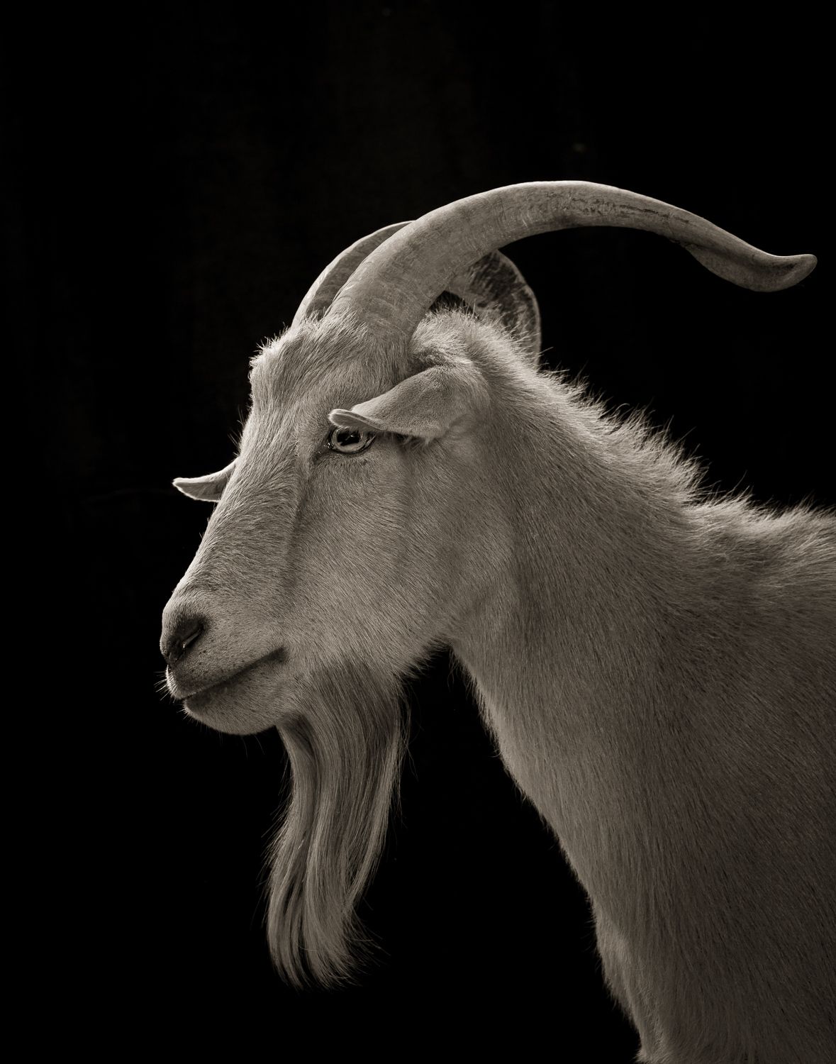 Goat tattoo ideas 0040