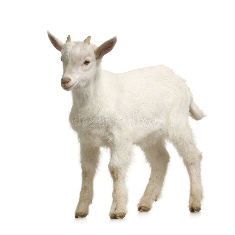 Goat tattoo ideas 0080