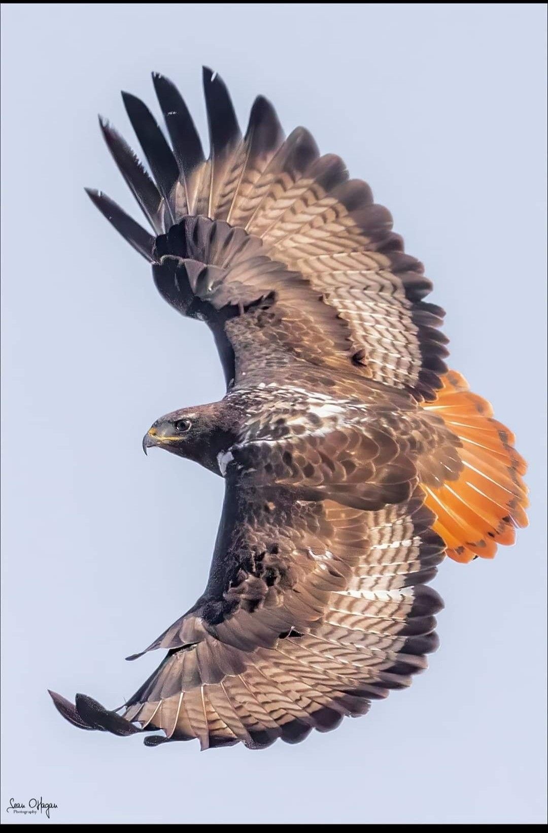 hawk tattoo ideas 0023