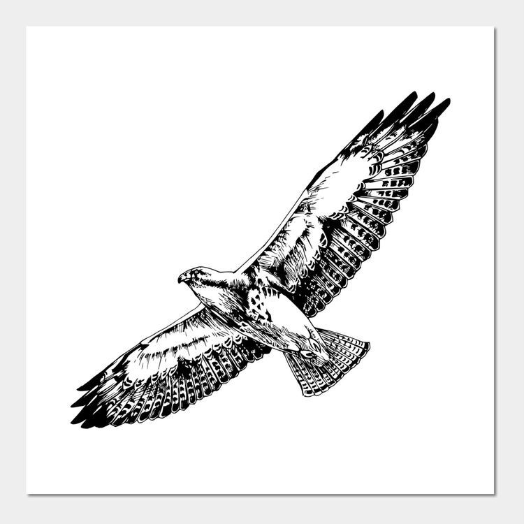 hawk tattoo ideas 0045