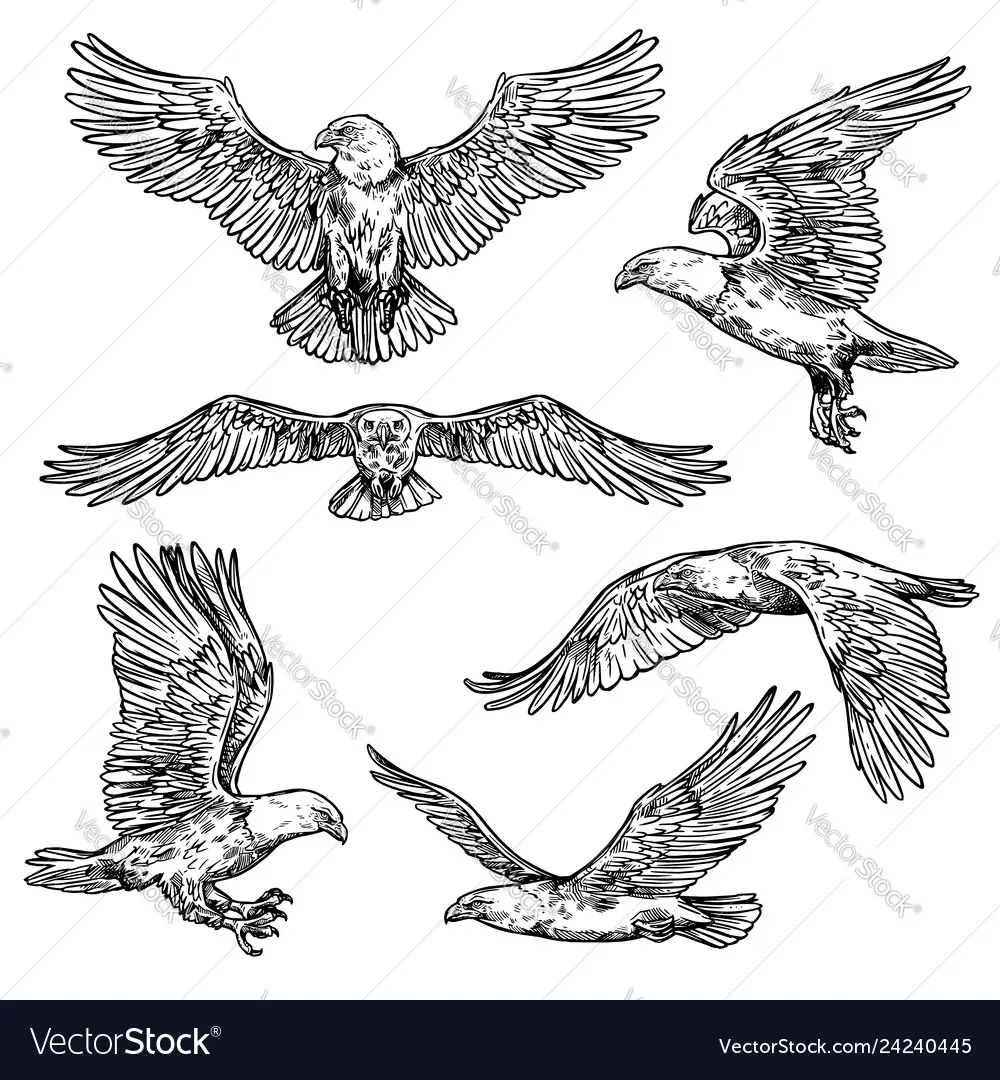 hawk tattoo ideas 0068