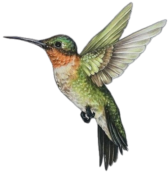 hummingbird tattoo ideas 0051