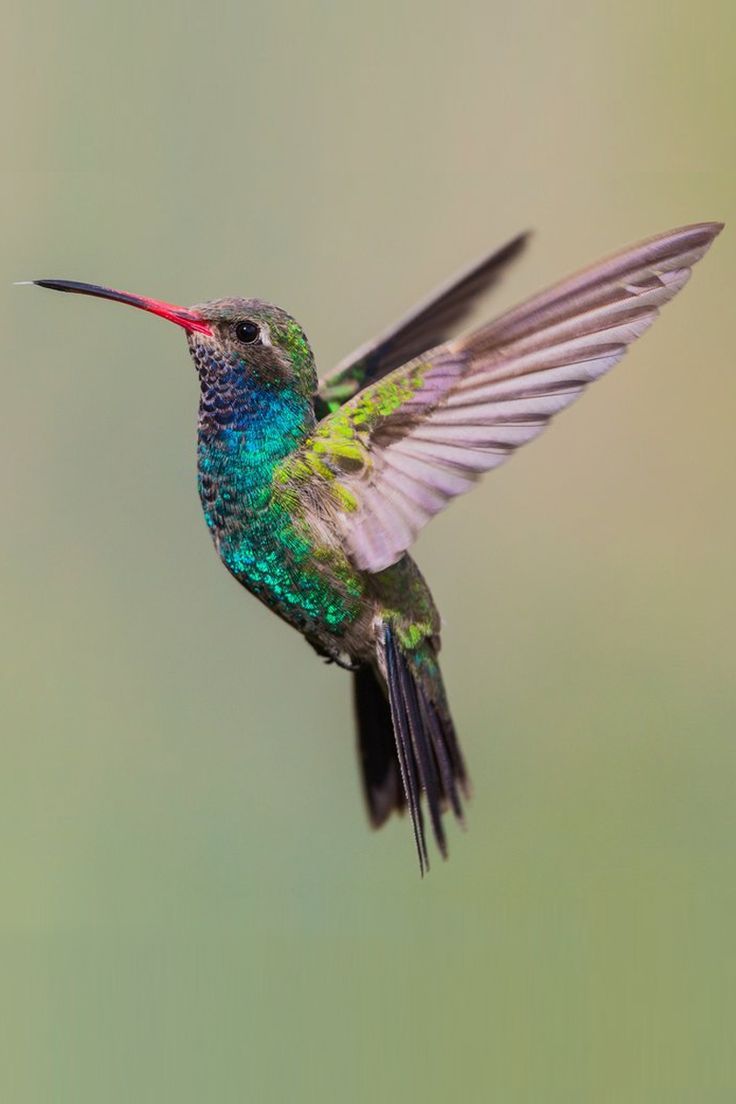 hummingbird tattoo ideas 0064