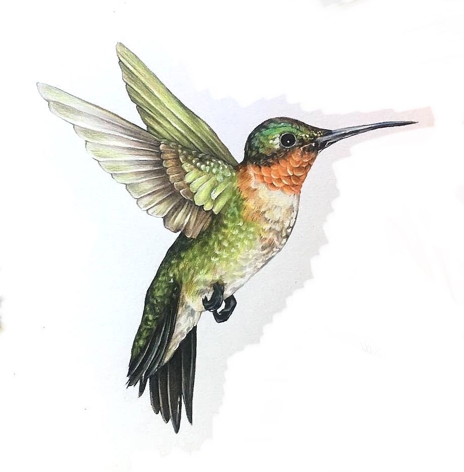 hummingbird tattoo ideas 0091