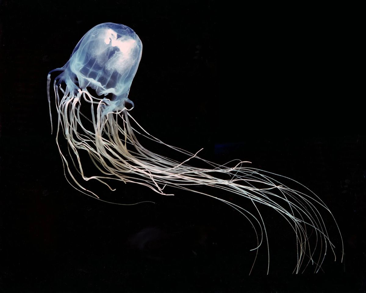 jellyfish tattoo ideas 0094