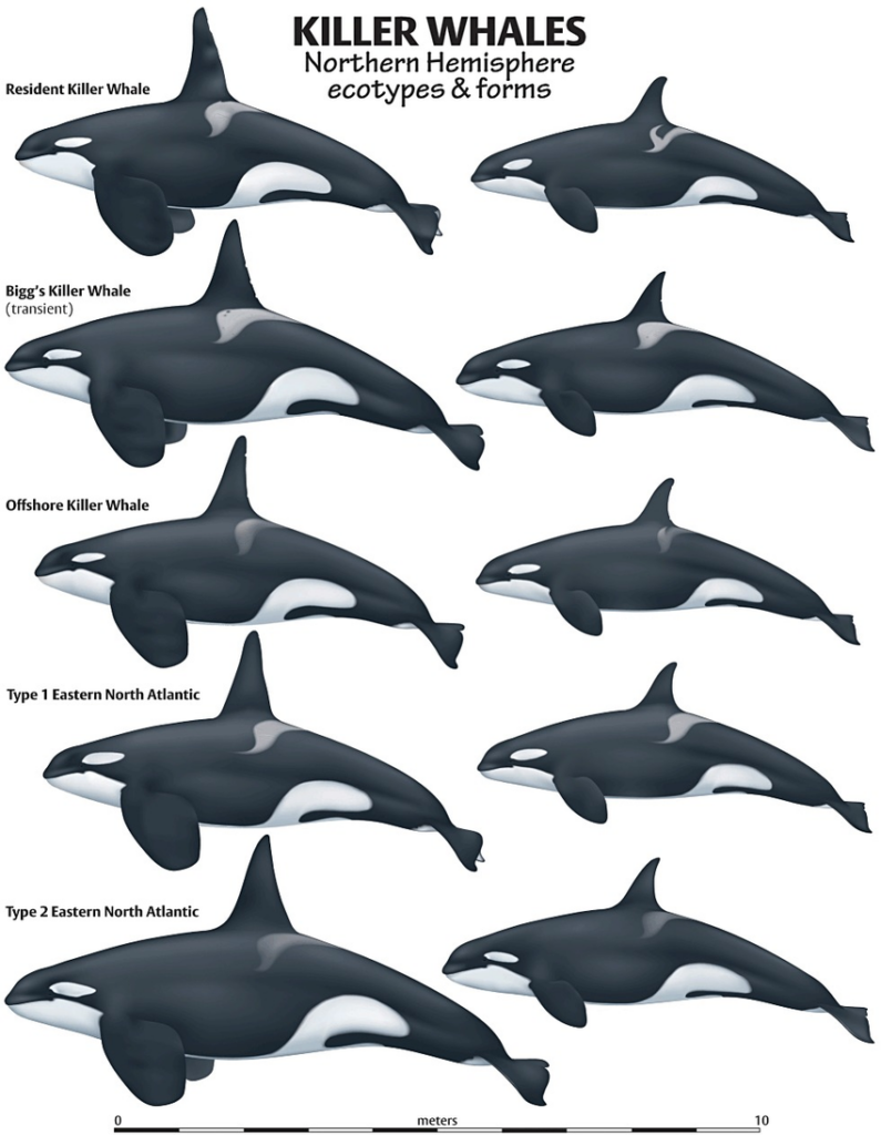 Killer whale tattoo ideas 0014