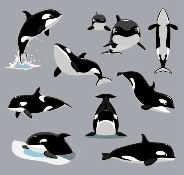 Killer whale tattoo ideas 0017