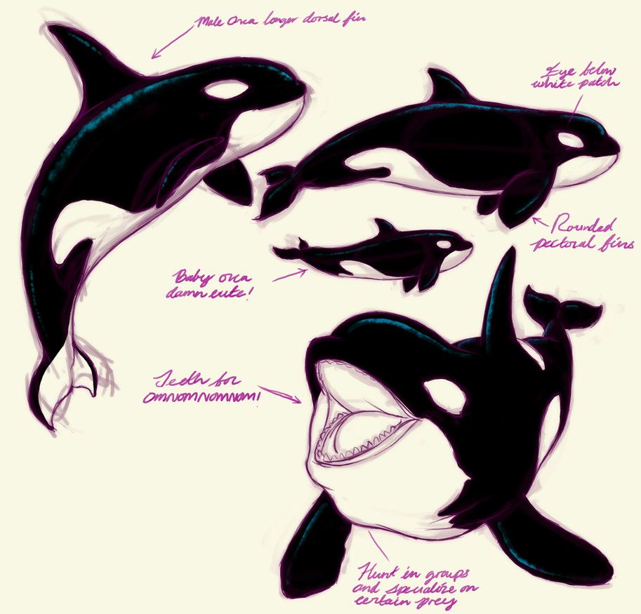 Killer whale tattoo ideas 0023