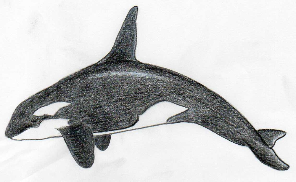 Killer whale tattoo ideas 0031