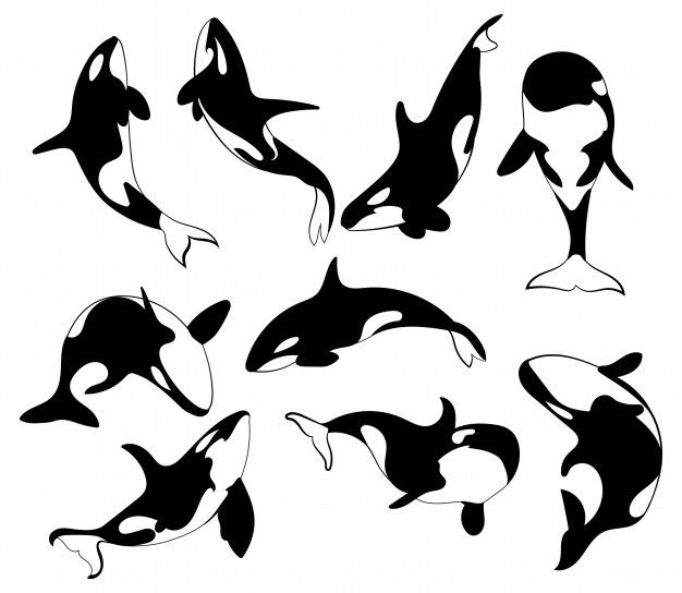 Killer whale tattoo ideas 0036