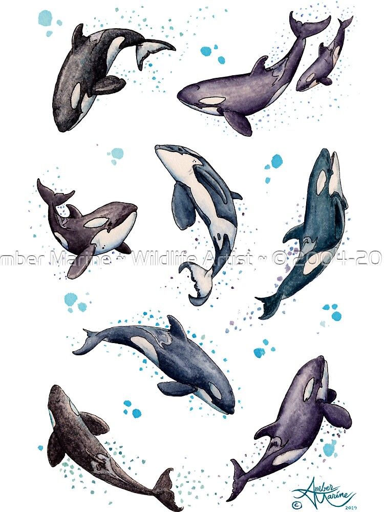 Killer whale tattoo ideas 0043