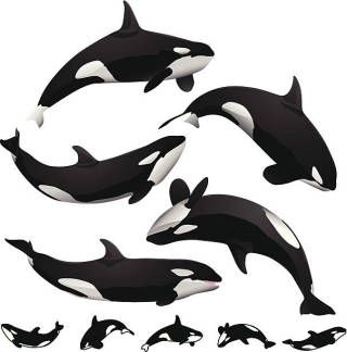 Killer whale tattoo ideas 0062