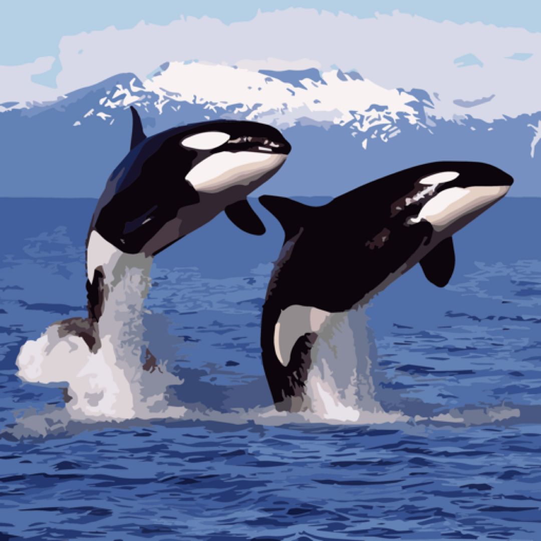 Killer whale tattoo ideas 0064