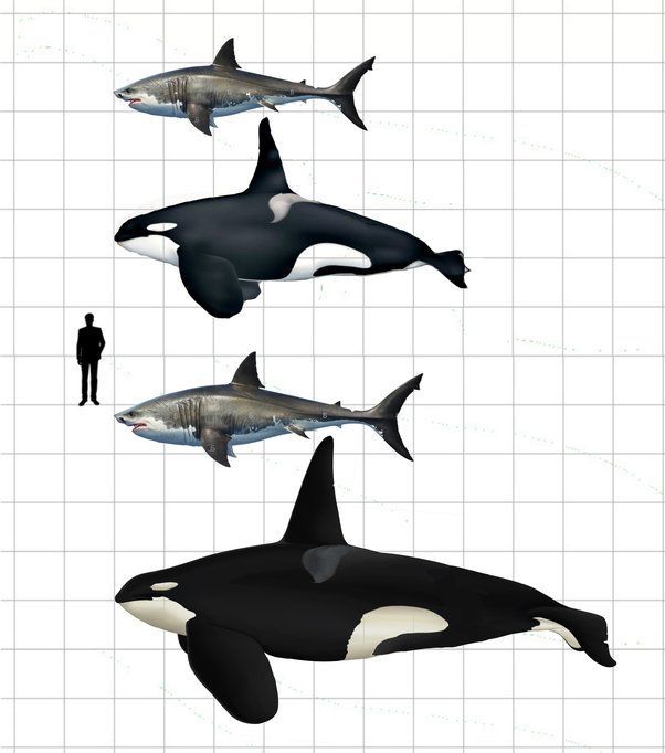 Killer whale tattoo ideas 0065