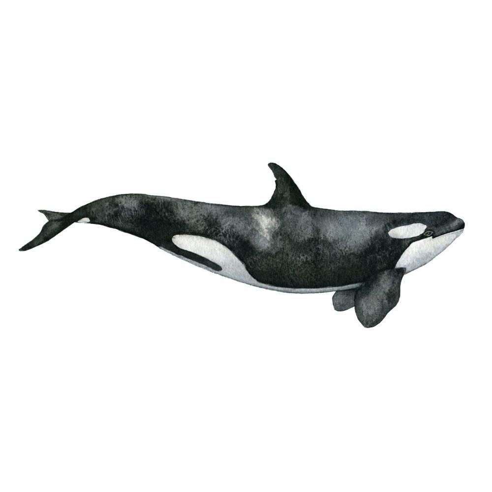 Killer whale tattoo ideas 0077