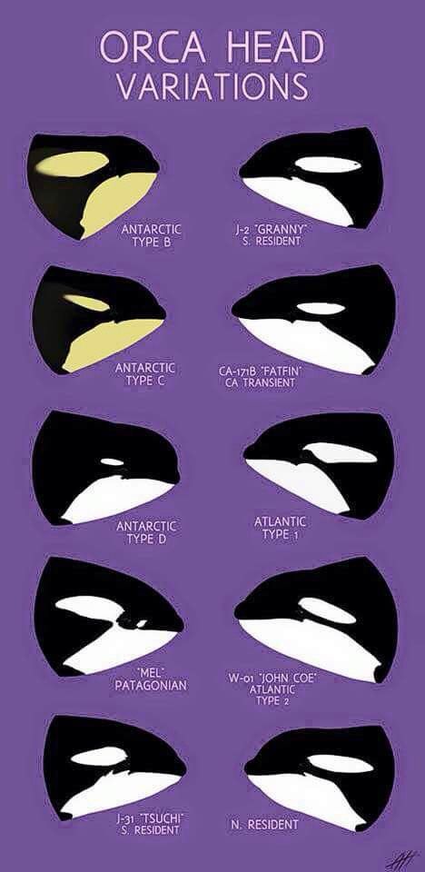 Killer whale tattoo ideas 0084