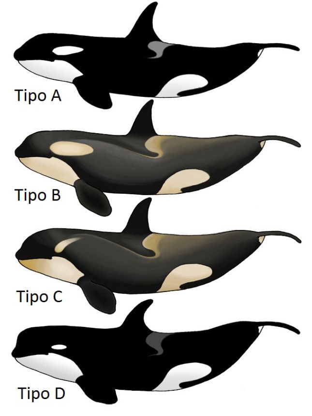 Killer whale tattoo ideas 0093