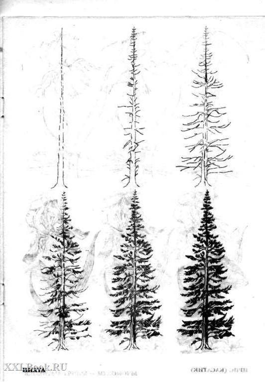 layered pine tree tattoo imagery.