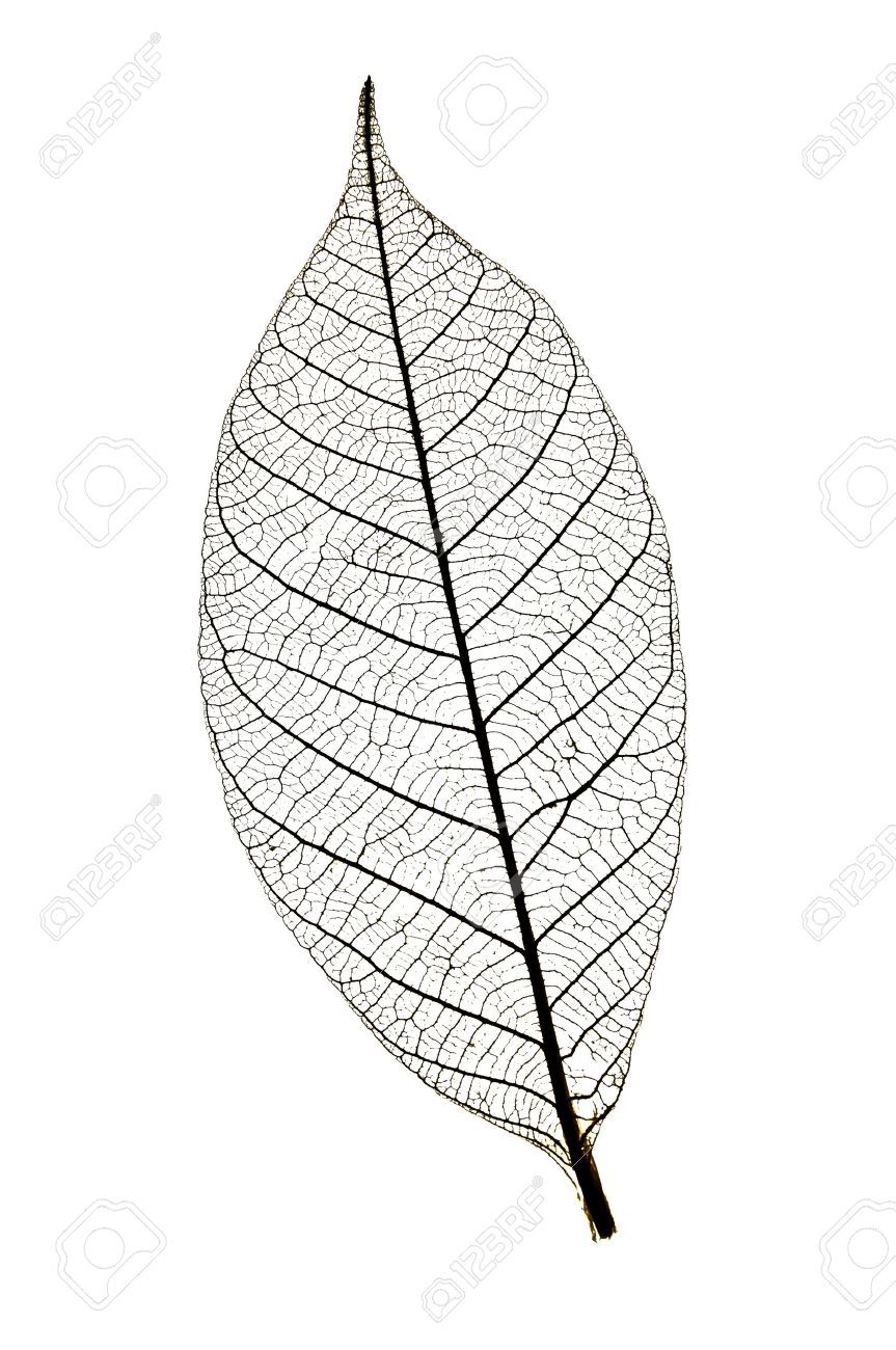 leaf tattoo ideas 0017