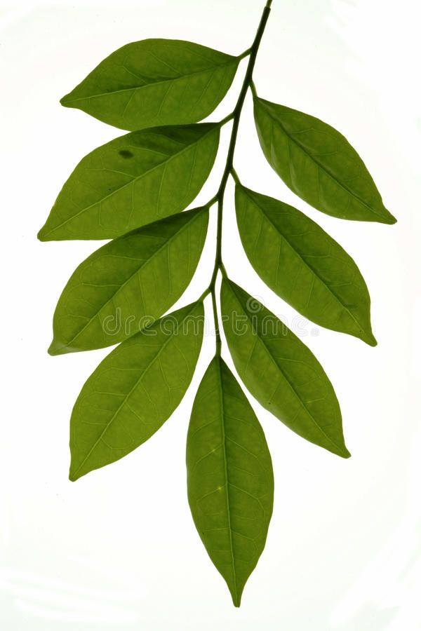 leaf tattoo ideas 0059