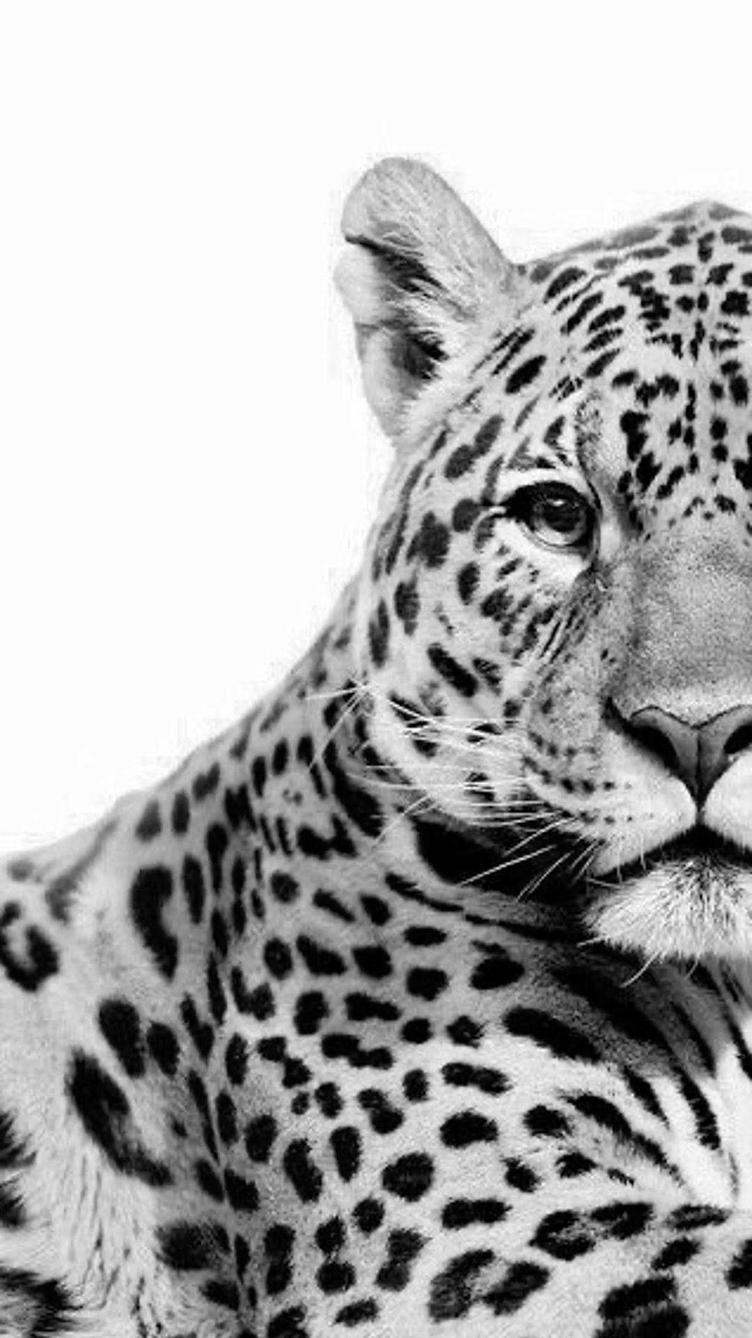 Leopard print tattoo ideas 0038