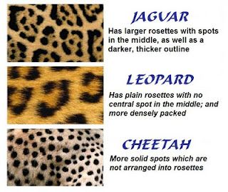 Leopard print tattoo ideas 0056