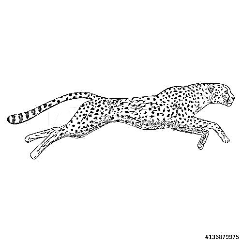 Leopard print tattoo ideas 0067