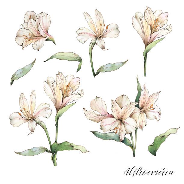 lily tattoo ideas 0064