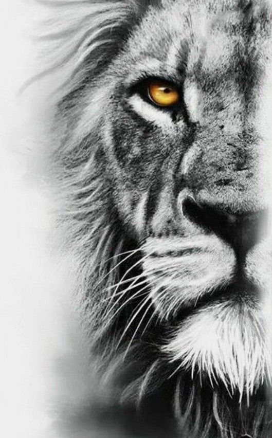 lion tattoo ideas 0089